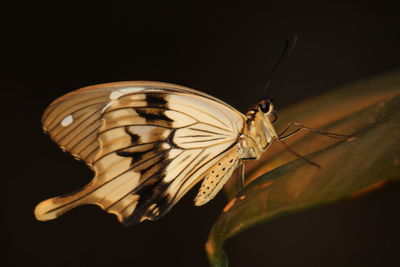 Close-up of butterfly on black background