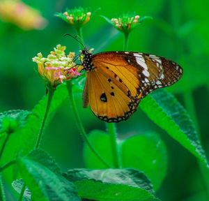 Close-up of butterfly pollinating on flower