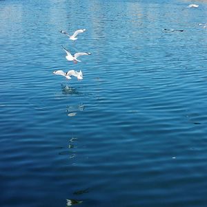 View of birds in water