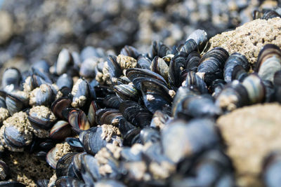 Close-up of pebbles on beach