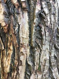 Full frame shot of tree trunk