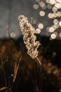 Close-up of snow on plant