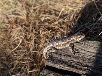 Close-up of lizard on wood