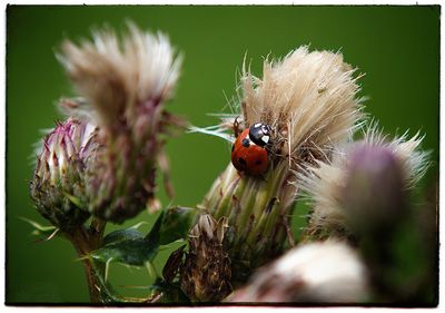 Close-up of insect on plant