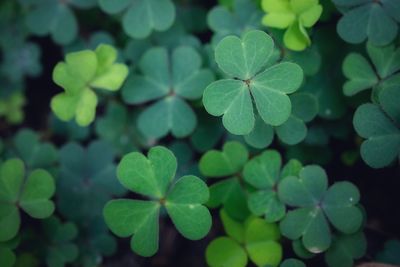 High angle view of small green leaves