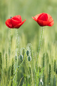 Close-up of red poppy flowers on field