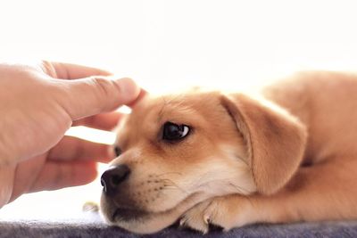 Close-up of dog