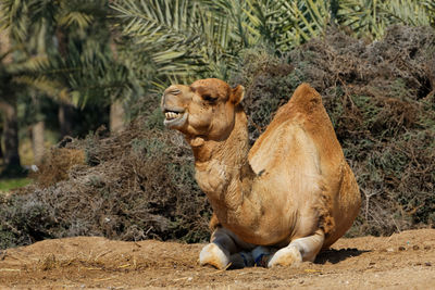 Dromedary camel relaxing on field