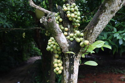 Fruits growing in vineyard