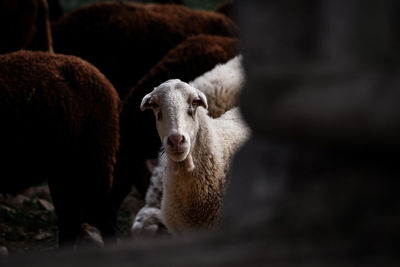 Portrait of a sheep