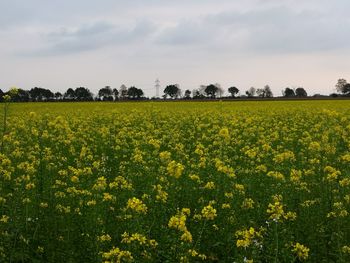 Scenic view of oilseed rape field against sky