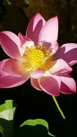 Close-up of pink flower blooming outdoors