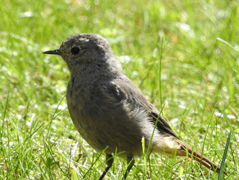 Close-up of bird perching on field