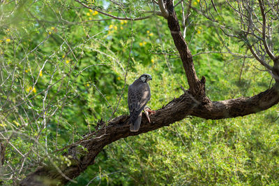 Bird perching on a tree