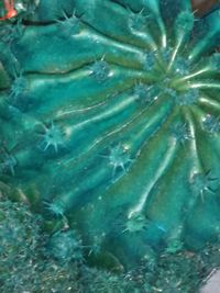 Close-up of fish underwater