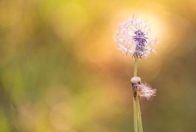 Close-up of dandelion flower