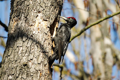 Low angle view of bird perching on tree