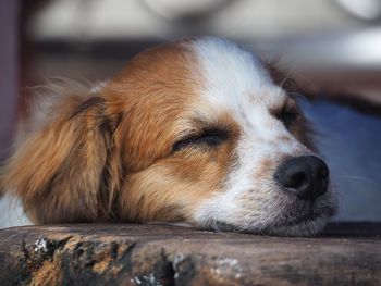 Close-up of dog