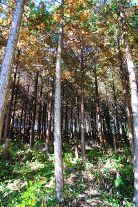 View of trees in forest