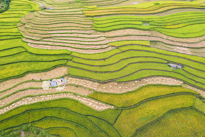 Full frame shot of rice paddy