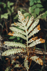 Closeup macro of fern green bush leaves with red orange withered spots. textured natural green 