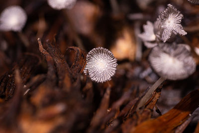Small white mushrooms in forest close up