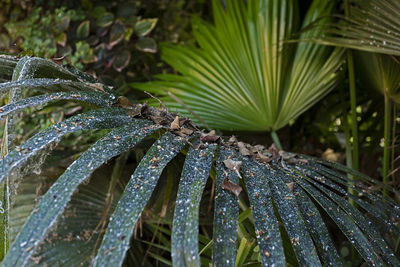 Close-up of wet plant