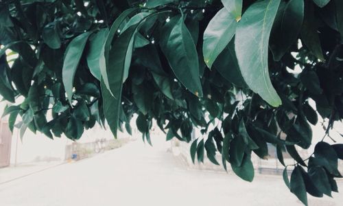 Plants growing on a tree