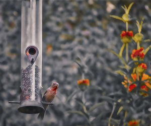 Close-up of a bird on feeder