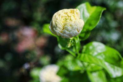 Close-up of white flowering plant