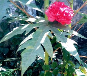 High angle view of plants growing outdoors