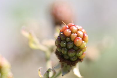 Close-up of berries on plant