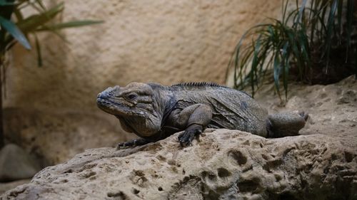 Close-up of lizard on rock at zoo