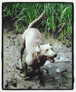 Dog standing on field