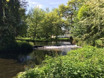 Scenic view of lake by trees against sky