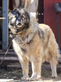 Portrait of dog looking at camera