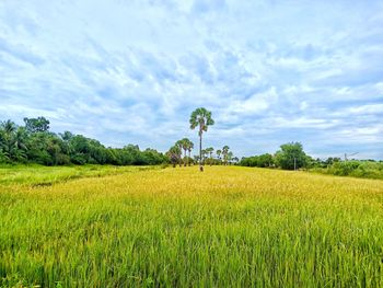 Scenic view of agricultural field against sky