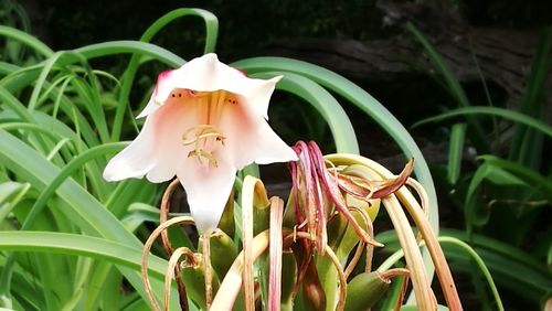 Close-up of white flowering plant