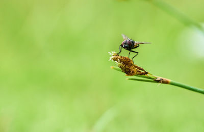 Close-up of fly on leaf