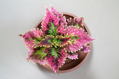 Close-up of pink flower pot against white background