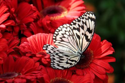 Close-up of butterfly on red flowers