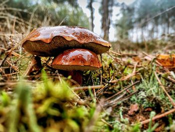 Close-up of mushroom on field