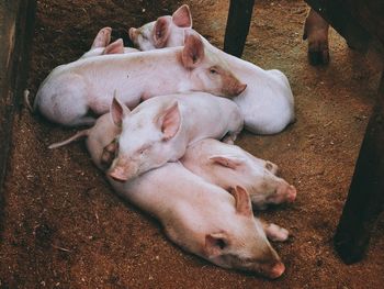 High angle view of piglets relaxing on field