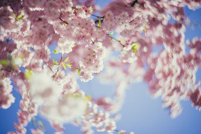 Close-up of fresh flowers blooming on tree against sky