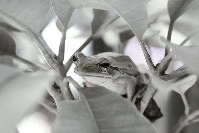 Close-up of frog on plant