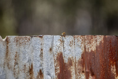 Close-up of wooden post