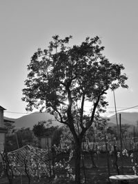 Trees against sky in city