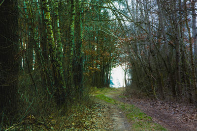 Road amidst trees in forest