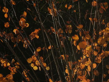 Close-up of yellow flowering plants during autumn