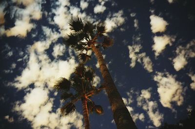 Low angle view of trees against sky